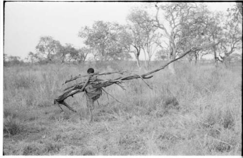 Woman carrying wood, seen from the back, distant view