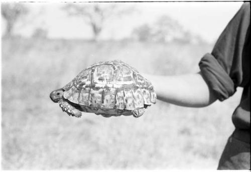 Turtle held by a person's hand