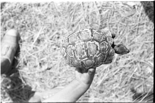 Overhead shot of a turtle held by a person's hand