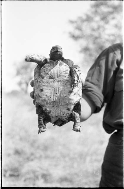 Front shot of a turtle body held by a person's hand