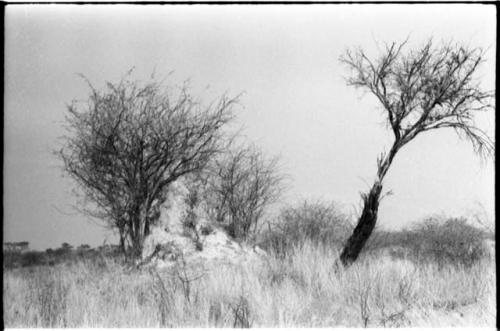 Landscape with grass and brush