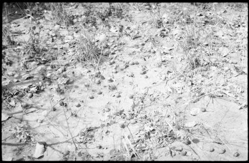 Close-up of mangetti nuts scattered on the ground