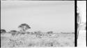 Group of Herero people driving a herd of their cattle from Kai Kai to Tsau