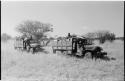 Expedition trucks in the grass, with trees in background