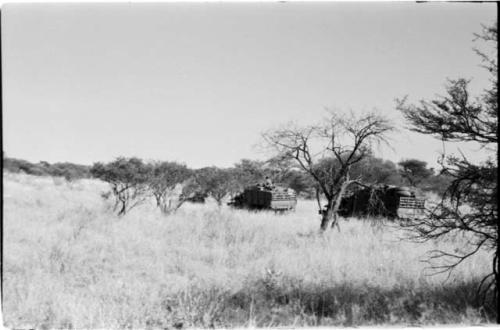 Expedition trucks in grass, and among low trees