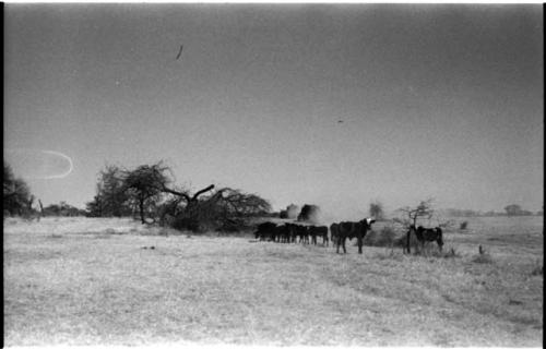 Distant view of cattle, with line of trucks behind them