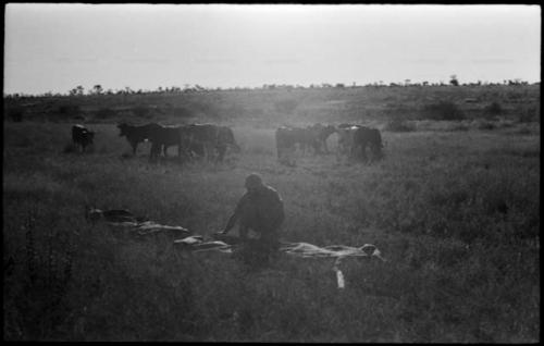 Person spreading something out on the grass, cattle in background