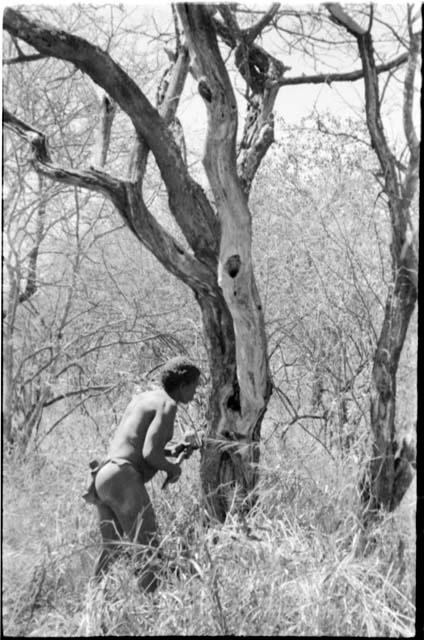 Gau chopping a tree with an axe to get honey