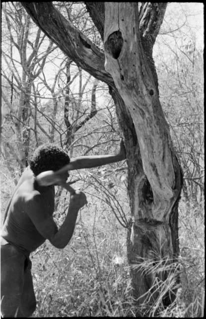 Gau chopping a tree with an axe to get honey