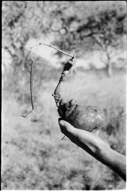 Robert Story holding up a plant specimen, a root