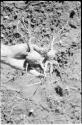 Robert Story holding up plant specimens, two roots