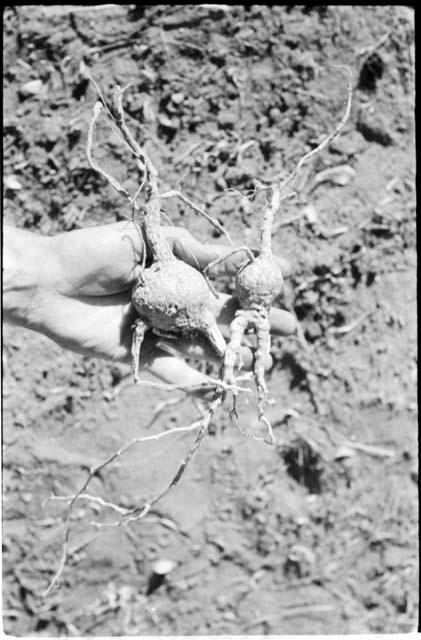 Robert Story holding up plant specimens, two roots