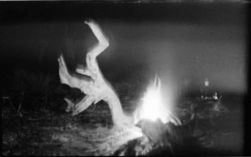 Tree branch, with one end in a fire