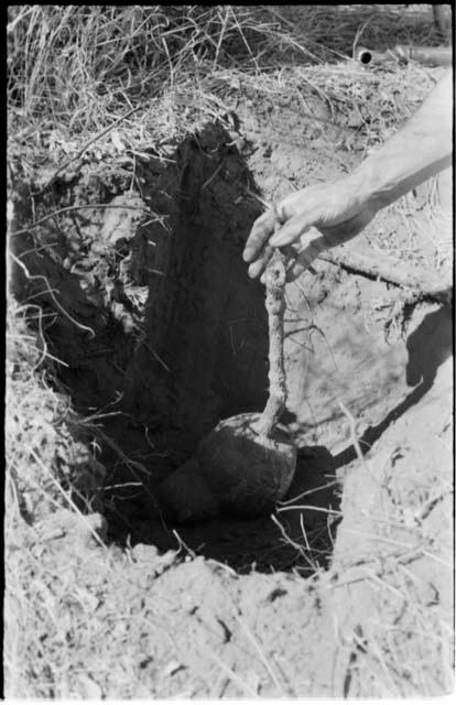 Robert Story pulling out a root, close-up