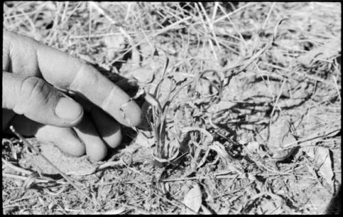 Robert Story pointing to a plant specimen, probably veldkos, close-up