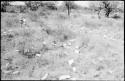 Robert Story spreading papers to dry on the grass, distant view