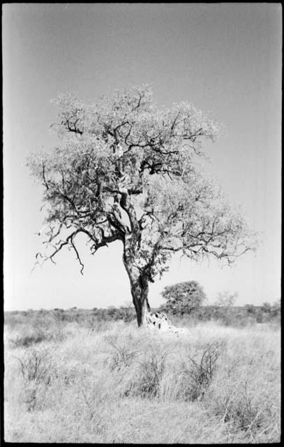 Tree against the sky