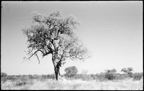 Tree against the sky