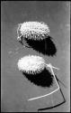 Plant specimens, two wild cucumbers, close-up