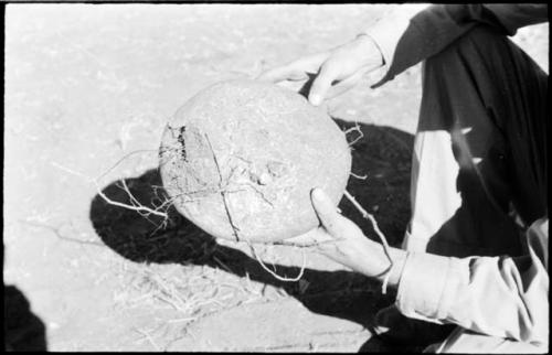 Robert Story holding a plant specimen, a round storage organ