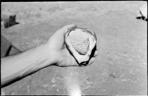 Robert Story holding a plant specimen, cut open to show the interior