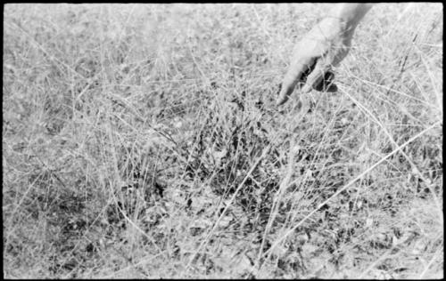 Robert Story pointing to a plant specimen, a stem or leaf in the grass