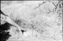 Robert Story pointing to a plant specimen in the grass