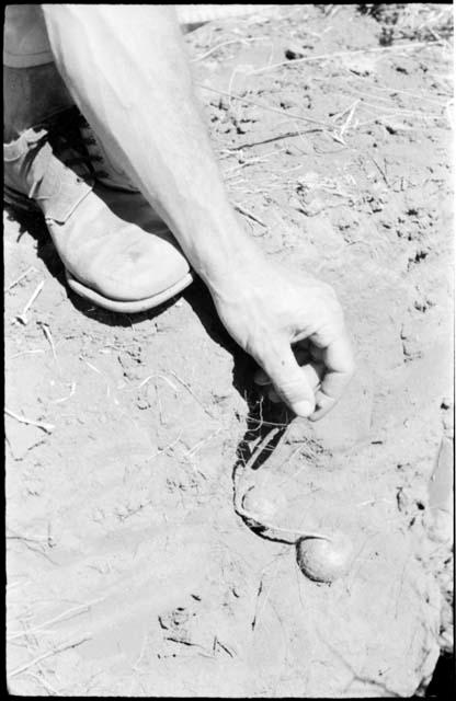 Robert Story pulling plant specimens, bulbs, from a shallow hole