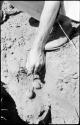 Robert Story pulling plant specimens, bulbs, from a shallow hole