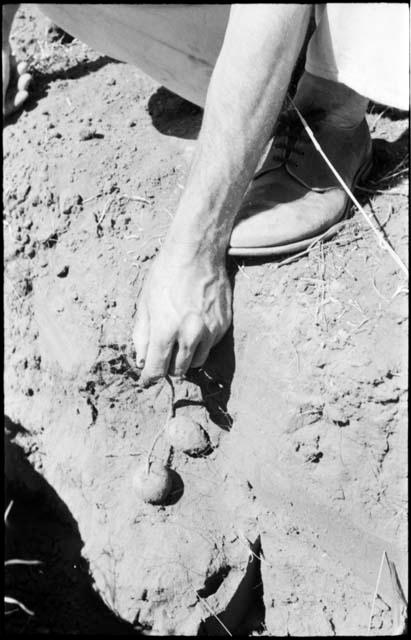 Robert Story pulling plant specimens, bulbs, from a shallow hole