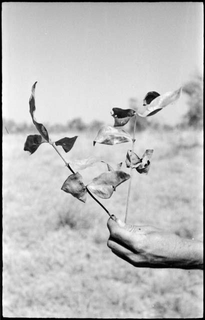 Robert Story holding up a plant specimen, a branch with leaves