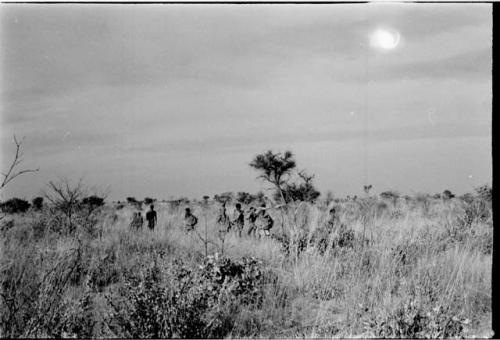 Group of people returning from gathering tsama melons, distant view