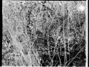 Plant specimens (grass), close-up