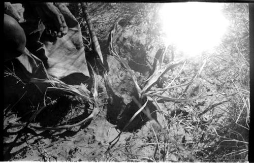 /Twikwe sitting digging a root, close-up