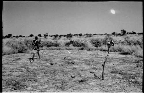 /Twikwe in a clearing, rear view