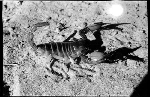 Scorpion, close-up