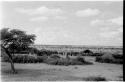 Group of people standing in a kraal, distant view