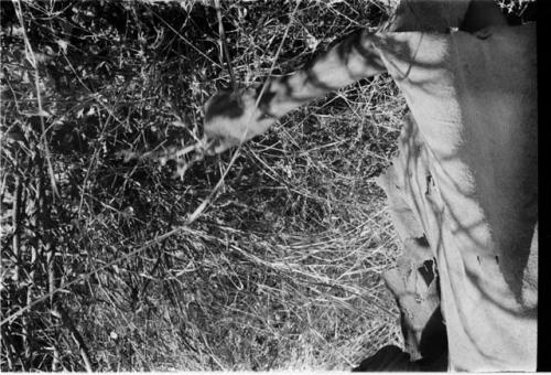 Person's and holding a plant in the grass