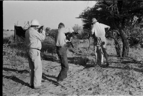 Casper Kruger and another expedition member looking down at a hole containing a mamba, John Marshall standing with a shot gun and Laurence Marshall taking photographs