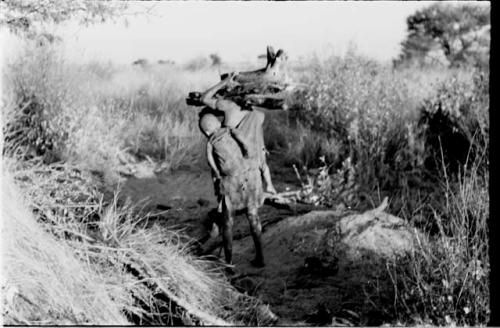 Tsekue carrying N!whakwe with a load of wood