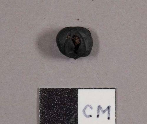 Kernel of corn, charred, selected from 25-11-10/95164 for analysis