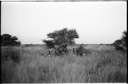 Visitors' werft with a group of people under a tree, distant view