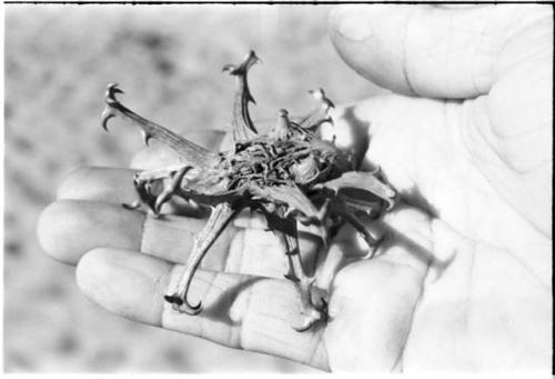 Thorny plant on a person's palm