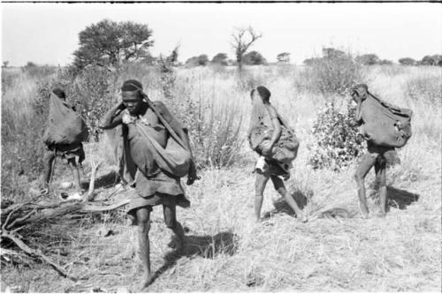 Women carrying loads of tsama melons in their karosses tied over their heads