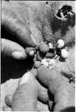 Person's hands holding poison beetles