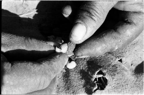 Person's hands taking a poison beetle larva out of its shell