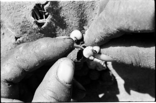 Close-up of a person's fingers taking the poison beetle larva out of its shell