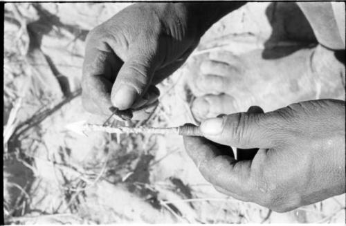 Person's hands holding larva and a little stick smeared with poison