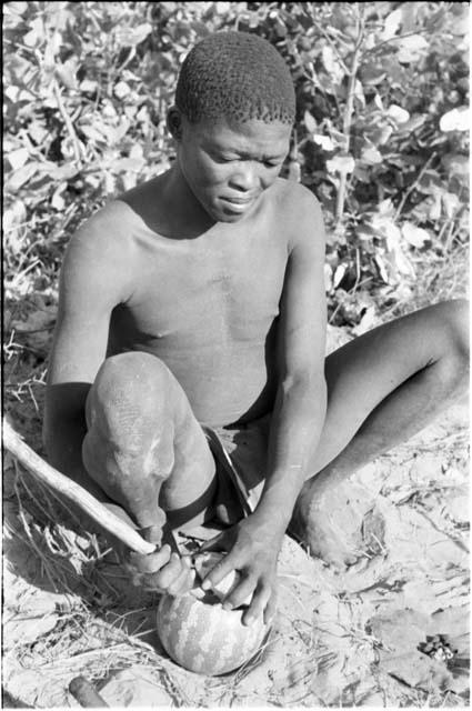 !Gai seated, opening a tsama melon with a digging stick