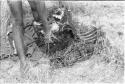 Close-up of !Gai placing meat on green branches with which he has lined a carrying net